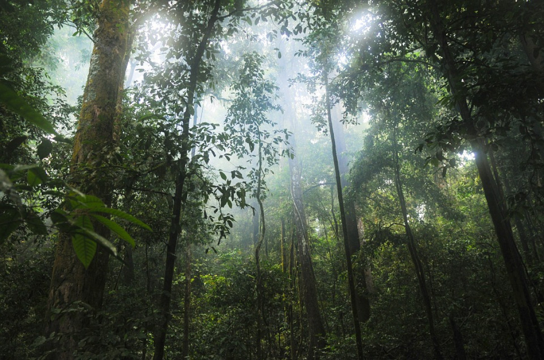 Wisata Indonesia Hutan Tropis